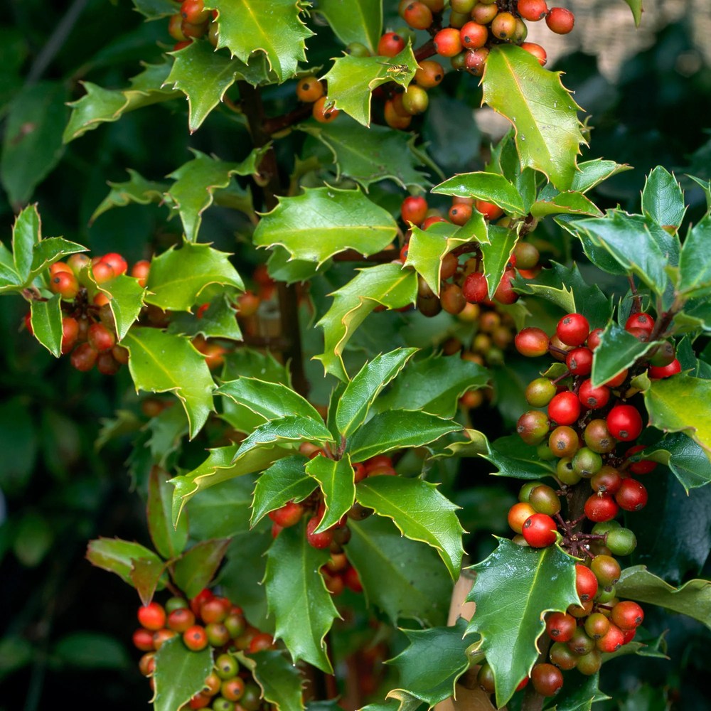 Magyal Ilex meserveae 'Blue Princess' – piros termésű, örökzöld sövénycserje