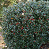 Magyal Ilex meserveae 'Blue Princess' – piros termésű, örökzöld sövénycserje