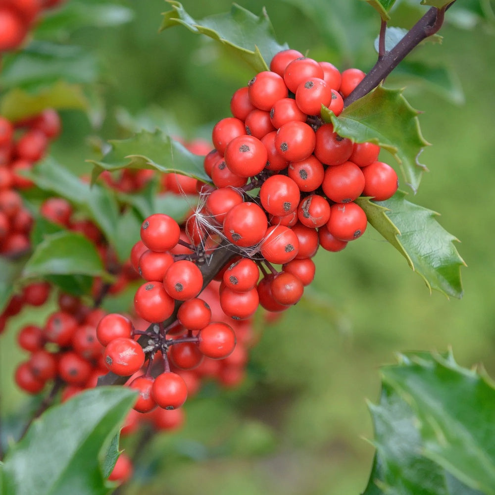 Magyal Ilex meserveae 'Blue Princess' – piros termésű, örökzöld sövénycserje