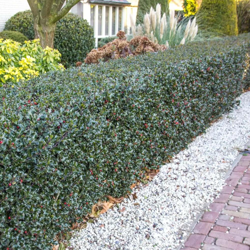 Magyal Ilex meserveae 'Blue Princess' – piros termésű, örökzöld sövénycserje
