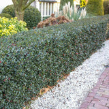 Magyal Ilex meserveae 'Blue Princess' – piros termésű, örökzöld sövénycserje