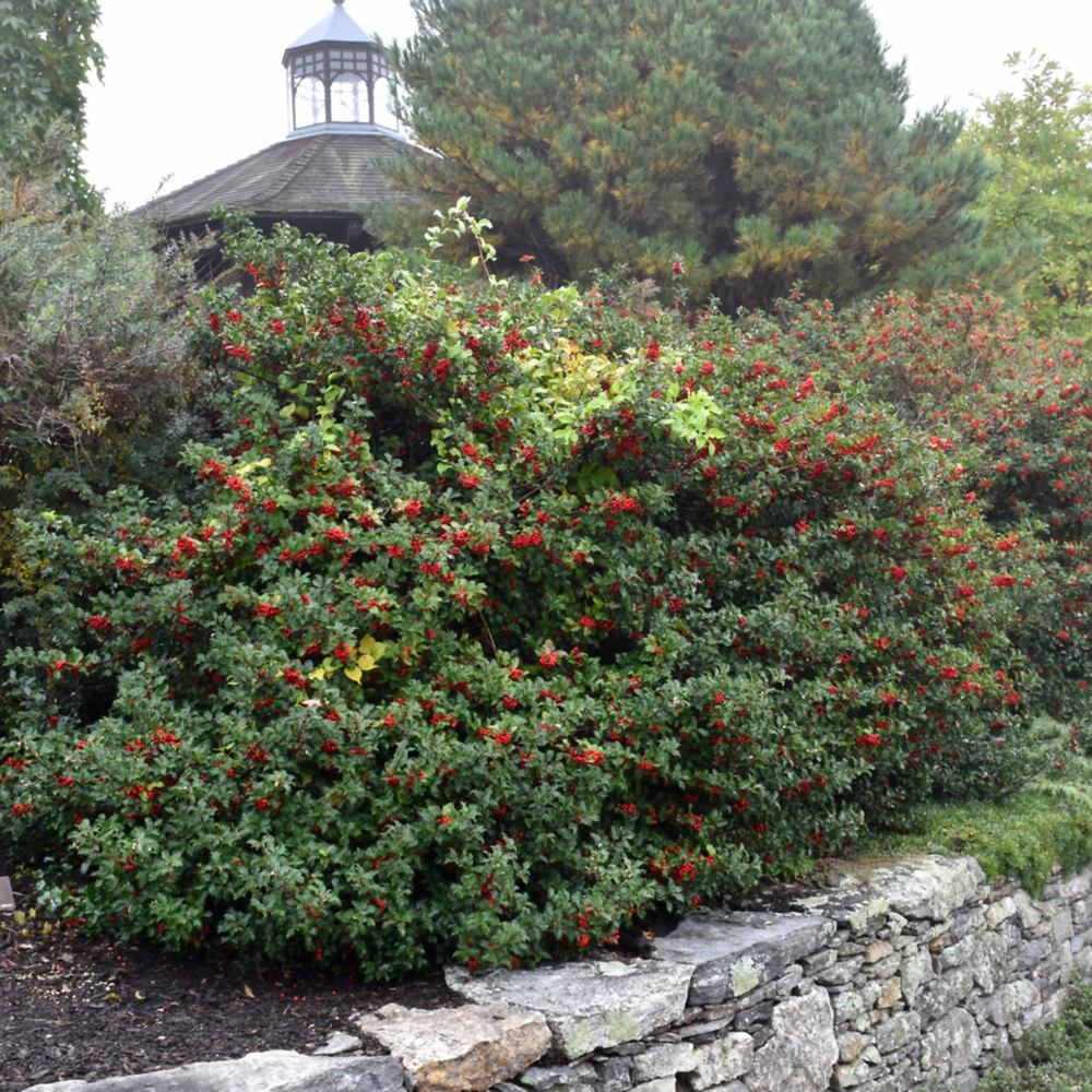 Magyal Ilex meserveae 'Blue Princess' – piros termésű, örökzöld sövénycserje