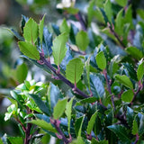 Laur Japonez Ilex Blue Maid, vesnic verde, cu fructe rosii, frunze albastru-verzui, forma piramidala