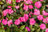 Sporul casei New Guinea Tamarinda Pink, flori roz spectaculoase pentru balcon si gradina