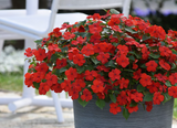 Sporul casei New Guinea Petticoat Dark Red, flori rosii spectaculoase pentru balcon si gradina