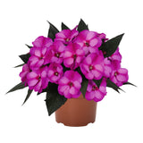 Sporul casei New Guinea Petticoat purple, flori violet/mov spectaculoase pentru balcon si gradina