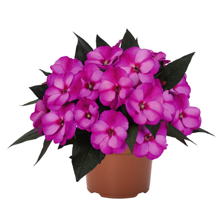 Sporul casei New Guinea Petticoat purple, flori violet/mov spectaculoase pentru balcon si gradina