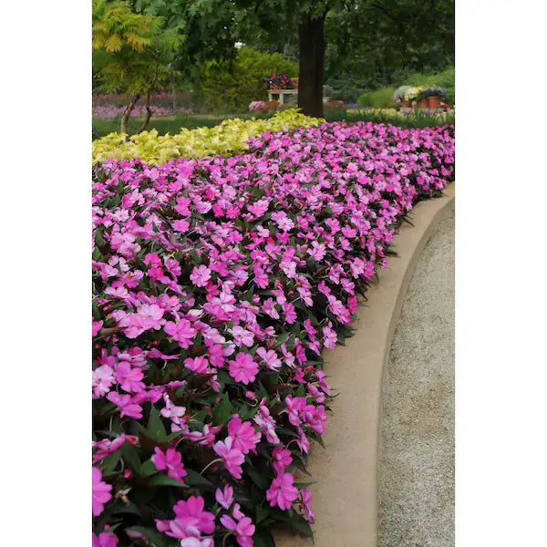 Sporul casei New Guinea Petticoat purple, flori violet/mov spectaculoase pentru balcon si gradina