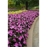 Sporul casei New Guinea Petticoat purple, flori violet/mov spectaculoase pentru balcon si gradina