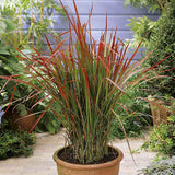 Iarba Rosie Japoneza Imperata Cylindrica Red Baron, decorativa, frunze rosii burgundy, perena rezistenta, ghiveci sau gradina