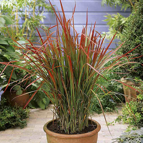 Iarba Rosie Japoneza Imperata Cylindrica Red Baron, decorativa, frunze rosii burgundy, perena rezistenta, ghiveci sau gradina