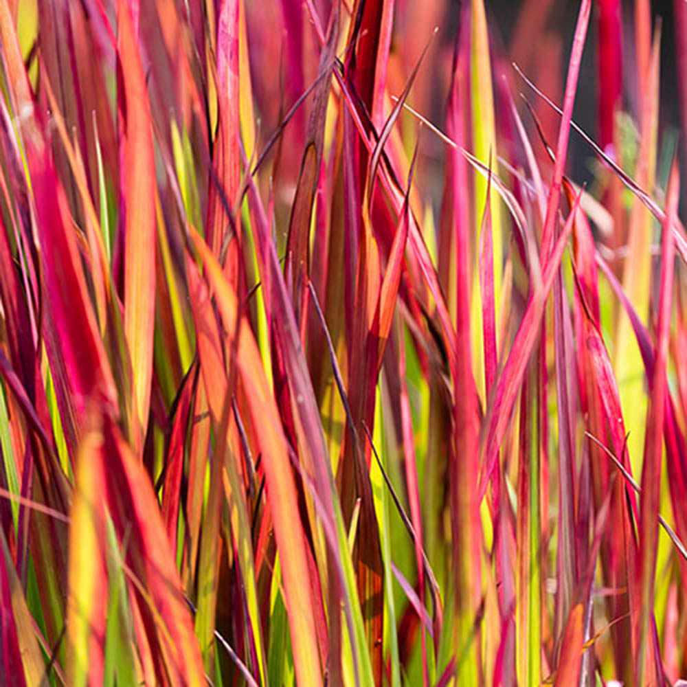 Iarba Rosie Japoneza Imperata Cylindrica Red Baron, decorativa, frunze rosii burgundy, perena rezistenta, ghiveci sau gradina