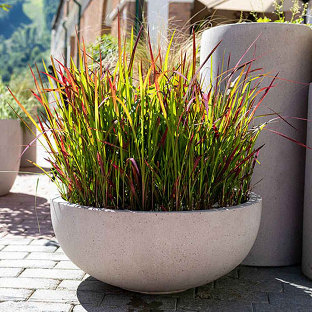 Iarba Rosie Japoneza Imperata Cylindrica Red Baron, decorativa, frunze rosii burgundy, perena rezistenta, ghiveci sau gradina