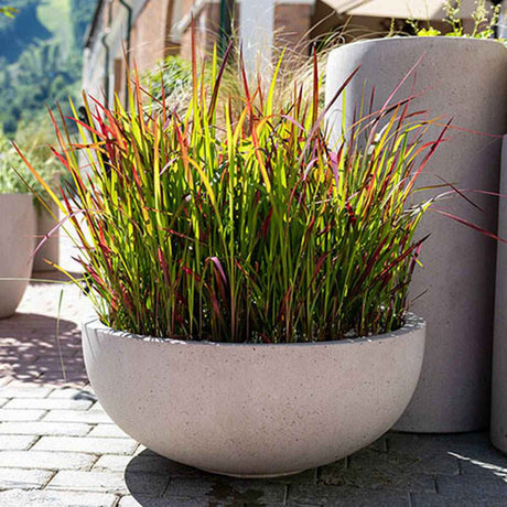 Iarba Rosie Japoneza Imperata Cylindrica Red Baron, decorativa, frunze rosii burgundy, perena rezistenta, ghiveci sau gradina