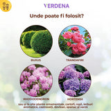 Insecticid Organic pentru Combaterea Daunatorilor la Buxus, 50 ml, SOLABIOL