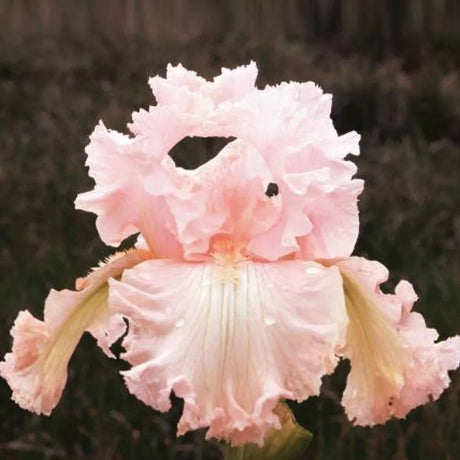 Iris Germanica (Stanjenel) Blushing Pink, cu flori roz-pal parfumate, crestere rapida, bulbi plantat in ghiveci
