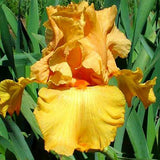 Iris Germanica (Stanjenel) Fresno Calypso, cu flori aurii-portocaliu parfumate, crestere rapida, bulb plantat In ghiveci