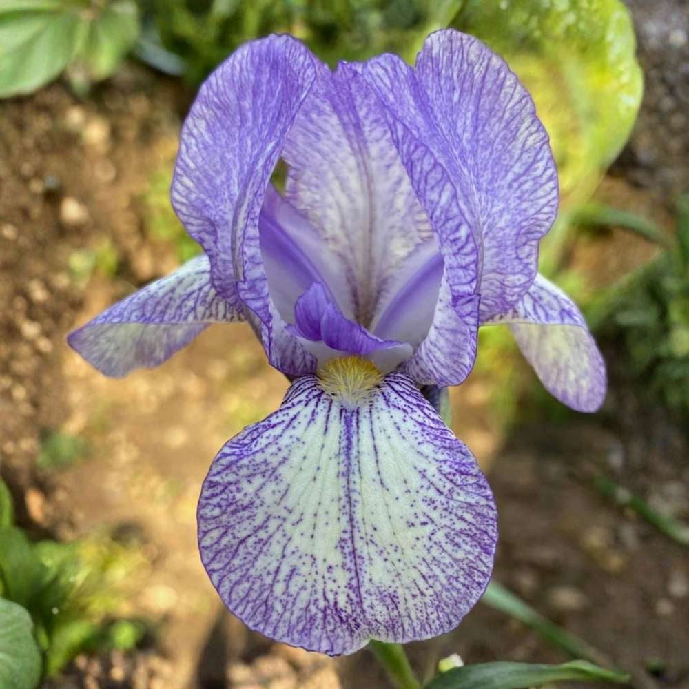Iris Germanica (Stanjenel) Petite Monet, cu flori flori violet pal cu striatii albastre parfumate, crestere rapida, bulb plantat in ghiveci