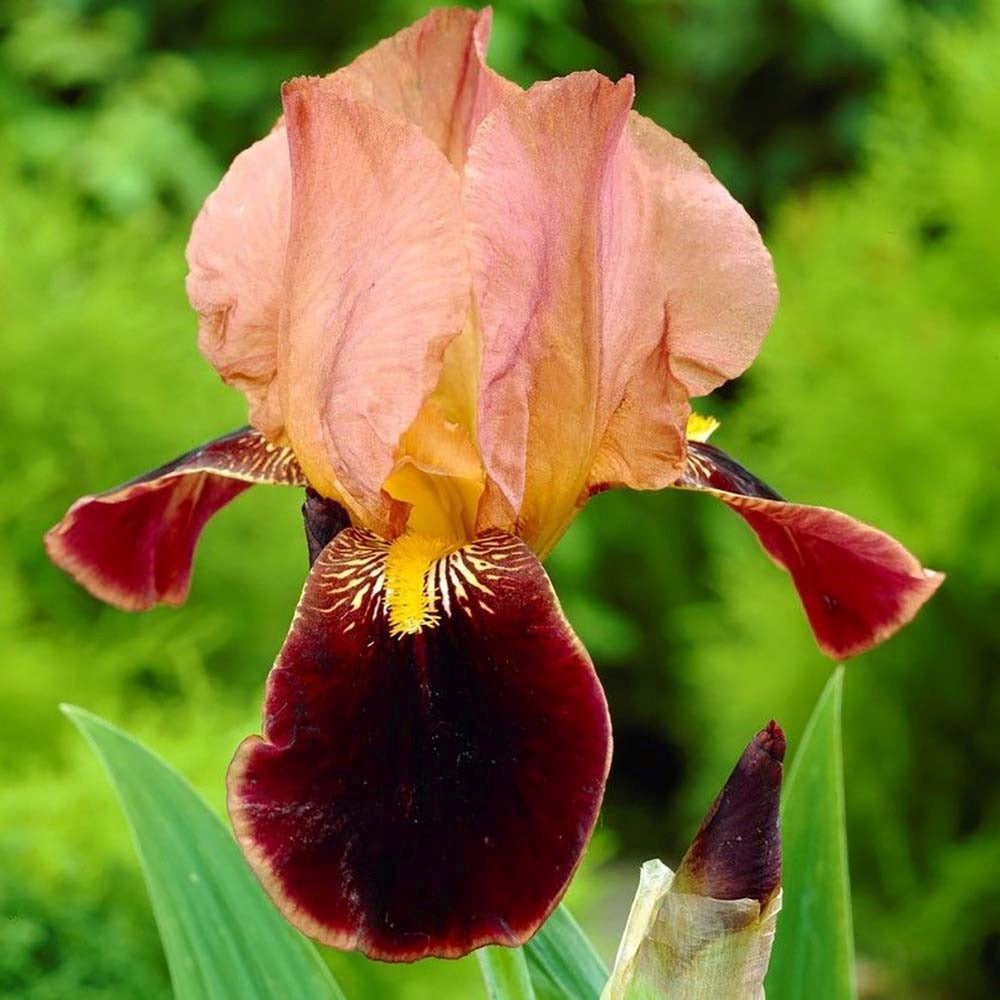 Iris Germanica (Stanjenel) Cimarron Strip, cu flori parfumate purpuriu, combinat cu ornamente portocalii-somon, crestere rapida, bulb plantat in ghiveci