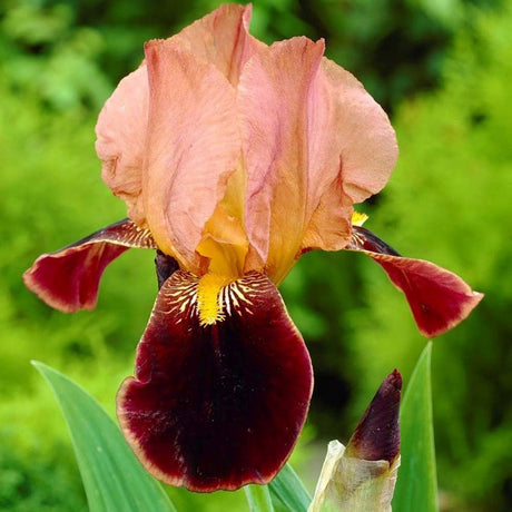 Iris Germanica (Stanjenel) Cimarron Strip, cu flori parfumate purpuriu, combinat cu ornamente portocalii-somon, crestere rapida, bulb plantat in ghiveci