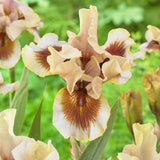 Iris Germanica (Stanjenel) Zing Me, cu flori flori galben crem cu bordo parfumate, crestere rapida, bulb plantat In ghiveci