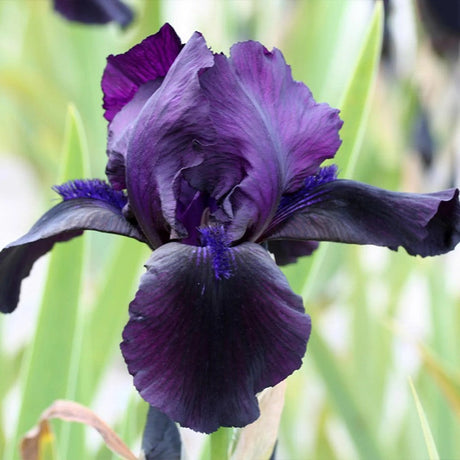 Iris Germanica (Stanjenel) Black Watch,  flori mov-negru, crestere rapida, bulb plantat In ghiveci