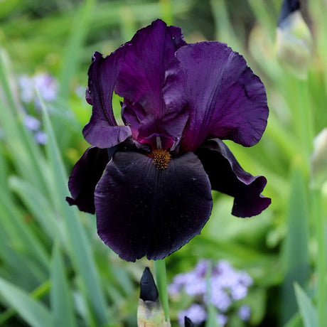 Iris Germanica (Stanjenel) Black Watch,  flori mov-negru, crestere rapida, bulb plantat In ghiveci
