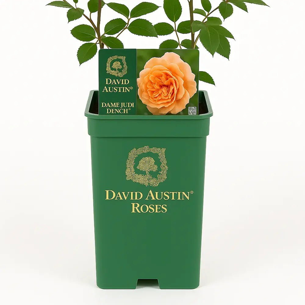 David Austin rózsa 'Dame Judi Dench®' – lazacnarancs, duplán telt, gyümölcsös illatú ismétlőn virágzó rózsa