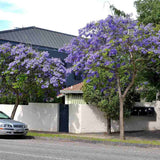 Copacul Violet Jacaranda, arbore exotic cu flori mov, pentru gradina sau terasa