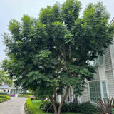 Copacul Violet Jacaranda, arbore exotic cu flori mov, pentru gradina sau terasa