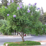 Copacul Violet Jacaranda, arbore exotic cu flori mov, pentru gradina sau terasa