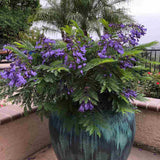 Copacul Violet Jacaranda, arbore exotic cu flori mov, pentru gradina sau terasa