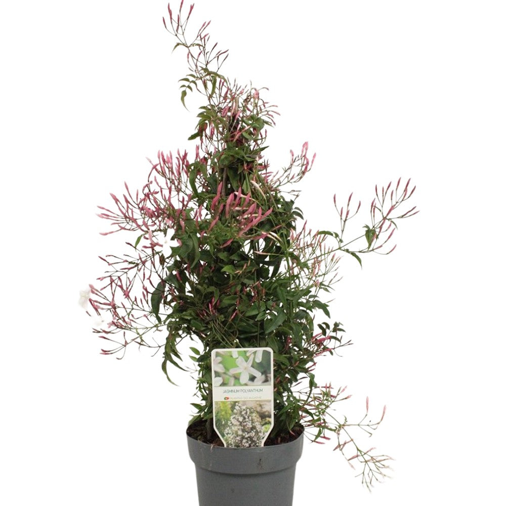 Jázmin (Jasminum polyanthum) – intenzív illatú kúszónövény erkélyre és belső térbe
