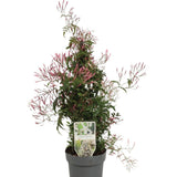 Jázmin (Jasminum polyanthum) – intenzív illatú kúszónövény erkélyre és belső térbe