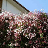 Jázmin (Jasminum polyanthum) – intenzív illatú kúszónövény erkélyre és belső térbe