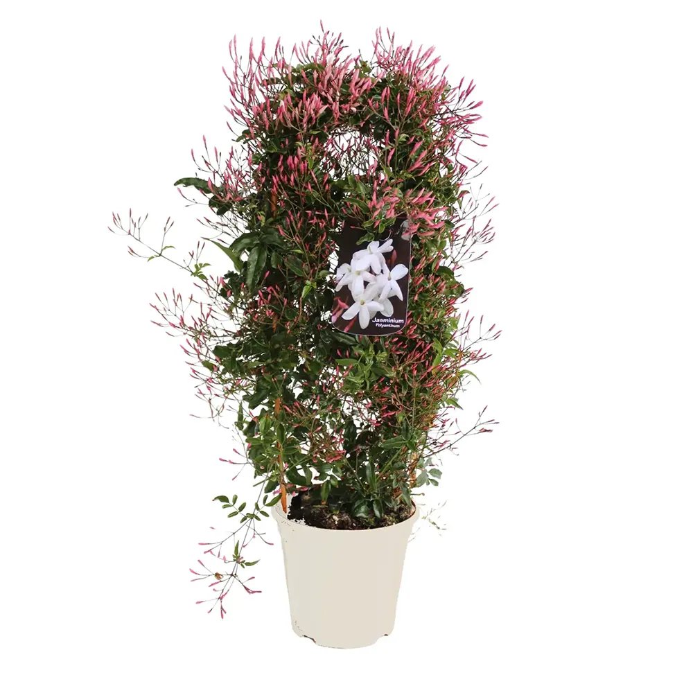 Jázmin (Jasminum polyanthum) – intenzív illatú kúszó szobanövény teraszra és erkélyre