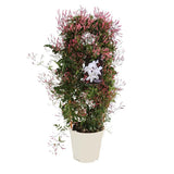 Jázmin (Jasminum polyanthum) – intenzív illatú kúszó szobanövény teraszra és erkélyre