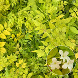 Iasomie Galbena Sunbeam, planta cataratoare parfumata, vesnic verde, flori albe