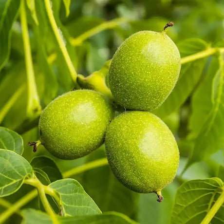 Nuc Regia Howard (Juglans Regia), cu gust dulce-untos, an 2 pe rod