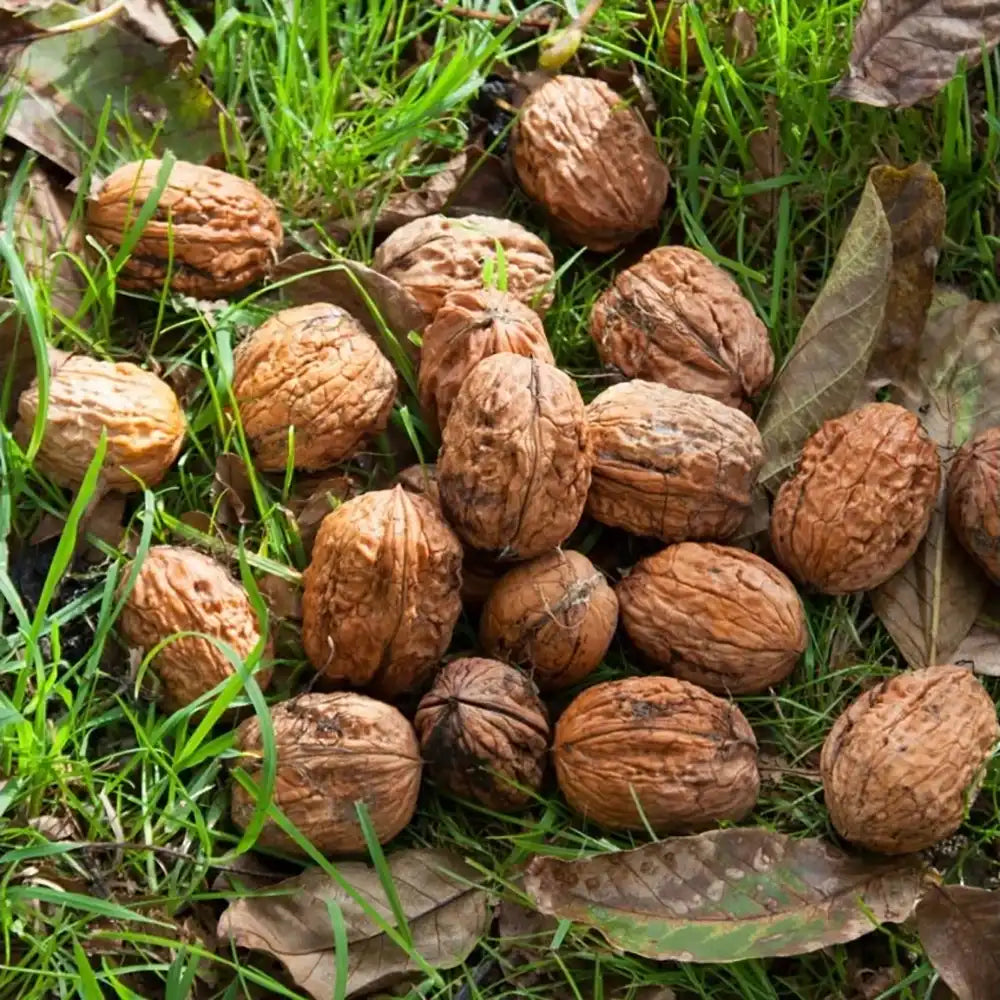 Nuc Regia Lara (Juglans Regia), cu gust dulce-untos, an 2 pe rod