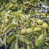 Nuc Regia Lara (Juglans Regia), cu gust dulce-untos, an 2 pe rod