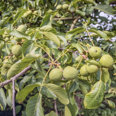 Nuc Regia Lara (Juglans Regia), cu gust dulce-untos, an 2 pe rod