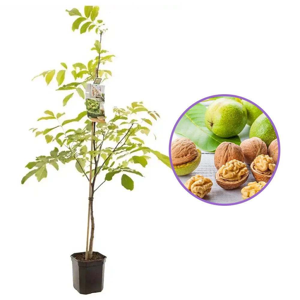 Nuc Regia Lara (Juglans Regia), cu gust dulce-untos, an 2 pe rod