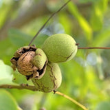 Nuc Regia Fernor (Juglans Regia), cu gust dulce-cremos, an 2 pe rod