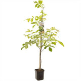Nuc Regia Franquette (Juglans Regia), cu gust dulce-untos, an 2 pe rod