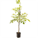 Nuc Regia Di Sorrento (Juglans Regia), cu gust dulce-cremos, 2 pe rod