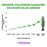 Ienupar columnar albastru de Munte Blue Arrow, conifer albastru decorativ, rezistent la ger, ideal pentru spatii inguste