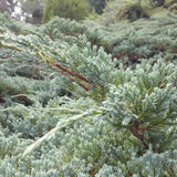 Ienupar Wiltonii, tarator, frunzis albastru argintiu, formeaza covoare dense, Ideal taluzuri si stancarii