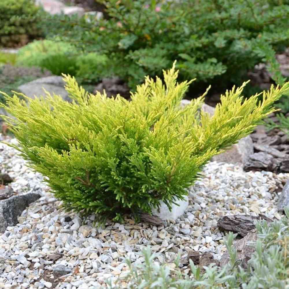 Ienupar Limeglow, tarator, frunzis verde-lime intens, colorat tot anul, ideal pentru taluze si borduri, pentru incepatori