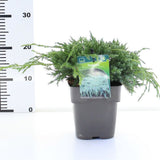 Ienupar Blue Carpet, tarator, conifer decorativ cu frunzis albastru, crestere rapida, raspandire plana